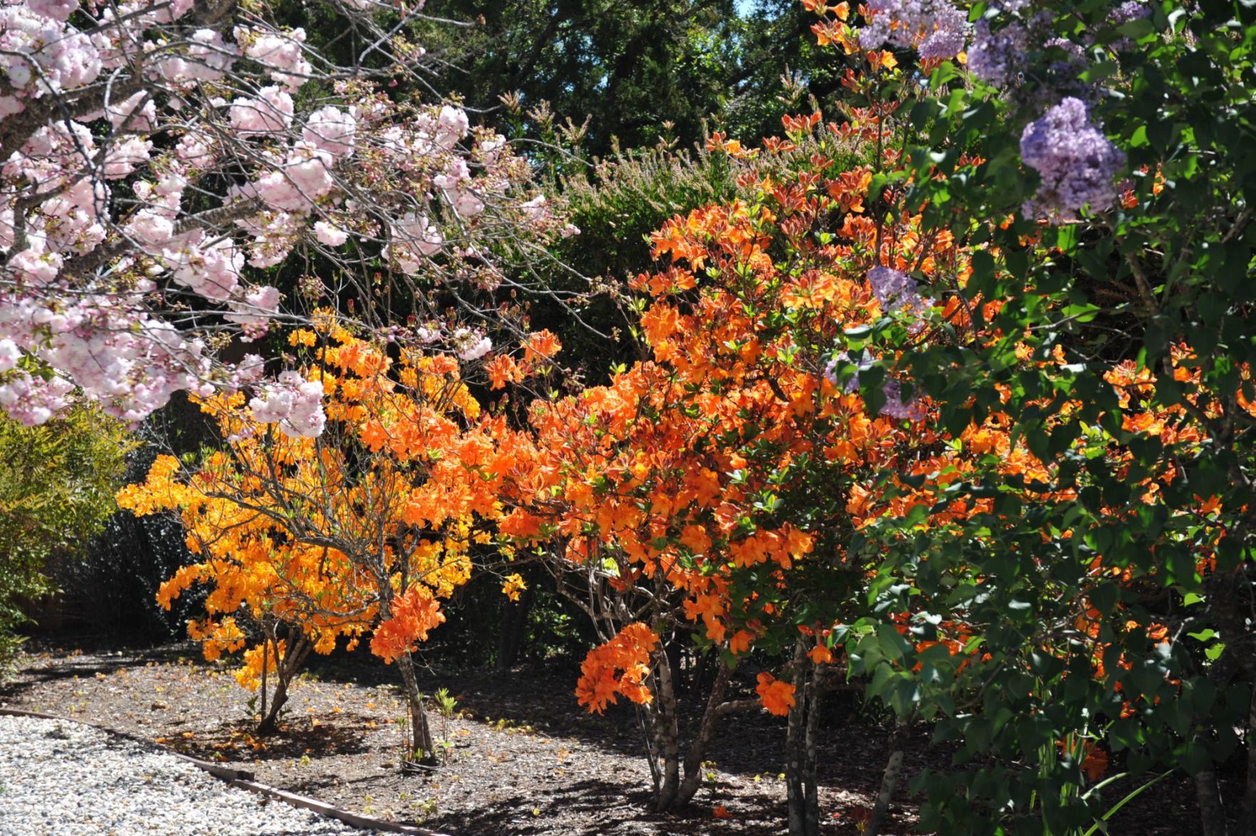 Colorful flowering trees